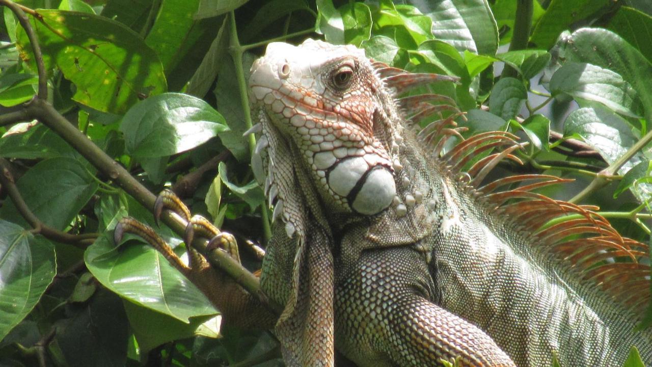 Montana Verde Rivas Luaran gambar